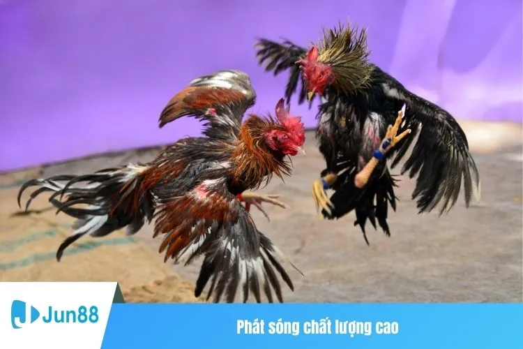 Phát sóng chất lượng cao